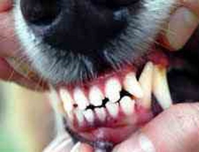 hundezaehne2 hundezaehne2