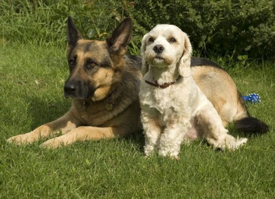 therapiehund1 therapiehund1