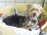 Hundesalon Sanfte-Pfote Galeriebild (0)