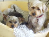 Hundesalon Sanfte-Pfote Galeriebild (1)