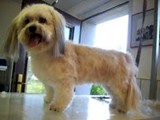 Hundesalon Sanfte-Pfote Galeriebild (10)