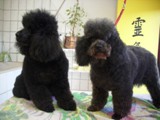 Hundesalon Sanfte-Pfote Galeriebild (11)