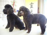 Hundesalon Sanfte-Pfote Galeriebild (12)