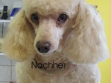 Hundesalon Sanfte-Pfote Galeriebild (14)