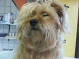 Hundesalon Sanfte-Pfote Galeriebild (15)