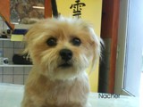 Hundesalon Sanfte-Pfote Galeriebild (16)