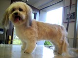 Hundesalon Sanfte-Pfote Galeriebild (18)