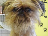 Hundesalon Sanfte-Pfote Galeriebild (19)