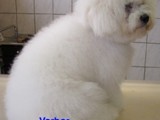 Hundesalon Sanfte-Pfote Galeriebild (2)