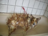 Hundesalon Sanfte-Pfote Galeriebild (21)