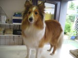 Hundesalon Sanfte-Pfote Galeriebild (22)