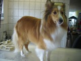 Hundesalon Sanfte-Pfote Galeriebild (23)