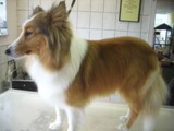 Hundesalon Sanfte-Pfote Galeriebild (24)