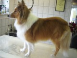 Hundesalon Sanfte-Pfote Galeriebild (25)