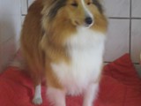 Hundesalon Sanfte-Pfote Galeriebild (26)