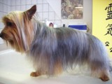 Hundesalon Sanfte-Pfote Galeriebild (27)