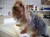 Hundesalon Sanfte-Pfote Galeriebild (28)