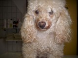 Hundesalon Sanfte-Pfote Galeriebild (29)