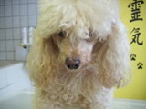 Hundesalon Sanfte-Pfote Galeriebild (30)