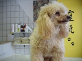 Hundesalon Sanfte-Pfote Galeriebild (31)