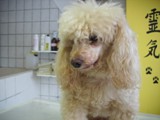Hundesalon Sanfte-Pfote Galeriebild (32)