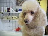 Hundesalon Sanfte-Pfote Galeriebild (33)