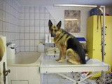 Hundesalon Sanfte-Pfote Galeriebild (34)