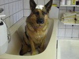 Hundesalon Sanfte-Pfote Galeriebild (36)
