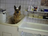 Hundesalon Sanfte-Pfote Galeriebild (37)