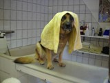 Hundesalon Sanfte-Pfote Galeriebild (38)