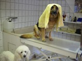 Hundesalon Sanfte-Pfote Galeriebild (39)