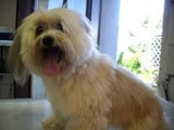 Hundesalon Sanfte-Pfote Galeriebild (4)