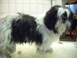 Hundesalon Sanfte-Pfote Galeriebild (40)