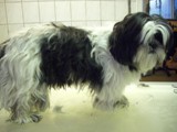 Hundesalon Sanfte-Pfote Galeriebild (41)