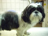 Hundesalon Sanfte-Pfote Galeriebild (42)