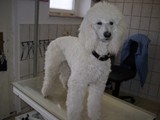 Hundesalon Sanfte-Pfote Galeriebild (45)