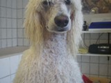 Hundesalon Sanfte-Pfote Galeriebild (46)