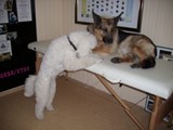Hundesalon Sanfte-Pfote Galeriebild (47)