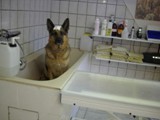 Hundesalon Sanfte-Pfote Galeriebild (48)