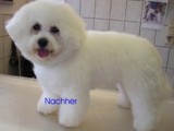 Hundesalon Sanfte-Pfote Galeriebild (5)
