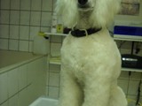 Hundesalon Sanfte-Pfote Galeriebild (50)