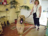 Hundesalon Sanfte-Pfote Galeriebild (51)