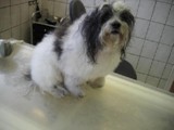 Hundesalon Sanfte-Pfote Galeriebild (52)