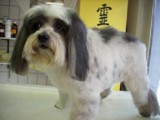 Hundesalon Sanfte-Pfote Galeriebild (53)