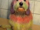 Hundesalon Sanfte-Pfote Galeriebild (55)