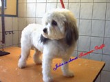 Hundesalon Sanfte-Pfote Galeriebild (57)