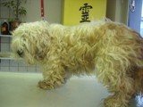Hundesalon Sanfte-Pfote Galeriebild (6)