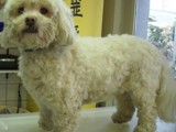 Hundesalon Sanfte-Pfote Galeriebild (7)