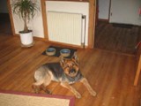 Hundesalon Sanfte-Pfote Galeriebild (78)