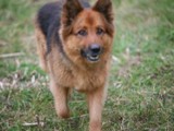 Hundesalon Sanfte-Pfote Galeriebild (79)